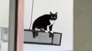 Funny cats video #99wildlife
