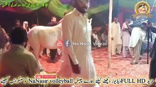 #white#Horse#best# Dance Party on public plass party