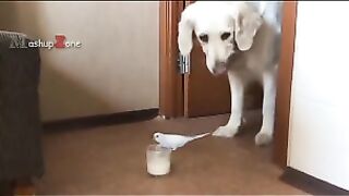 Dogs , Cats and Parrot | Funny Video