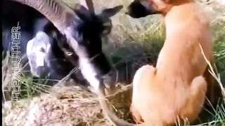 Animal confusing