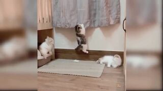 baby cat vidio