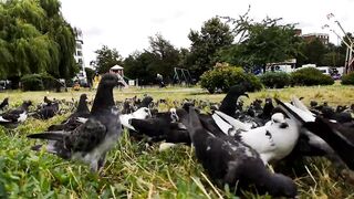 Birds in the field