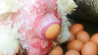Women find fish for food meet big White Chicken with egg at river - cooking soup for dog