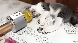 funniest cats and dog