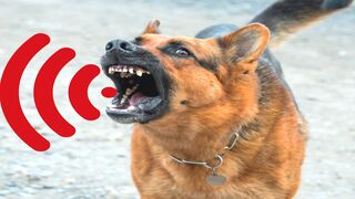 Dog Barking compilation |Dog Barking Sounds Effect | Dog Bark Sound Angry |Dog Sound | Husky Barking