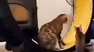 Funny videos????????????????