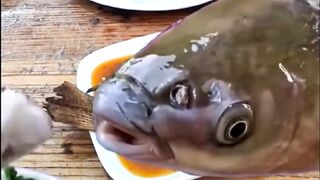 Very Funny Animals ???? ????