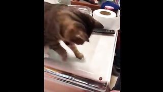 funny animal