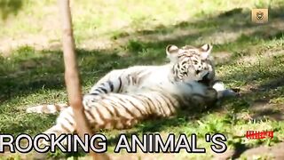 Different Tiger | Danger Animals
