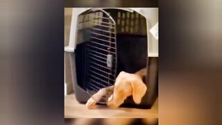 "Laugh Out Loud: The Top 5 Most Hilarious Dog Videos You Have to See!"