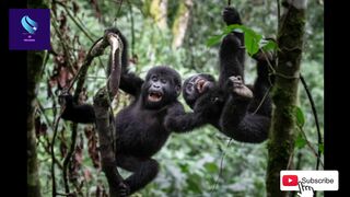 Gorilla life