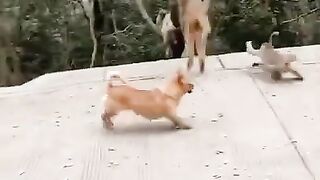 Dog vs Monkey Funny Video