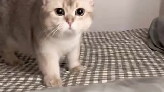 Confused cutie