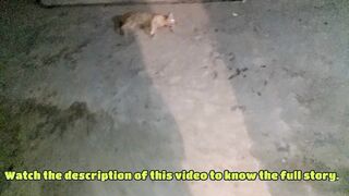 Dog Kills Cat|Dog Attack Cat|Dog kill Cat|Dog fight|Cat killed|Angry Cat|Dog Vs cat Fighting|RIP Cat
