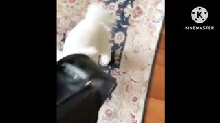 Cute Cat| cats videos