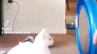 Cats funny