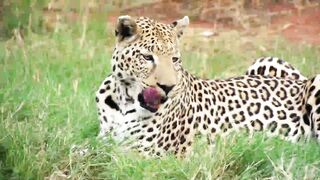 Funny animals and animals for kids in the forest.