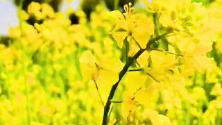 Yellow field flowers
