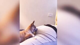 New movie 2023 Cute animals funny animals