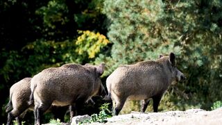 Facts About Wild Boar - Facts about Wild Pig - Wild Animals