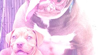 Big Dog