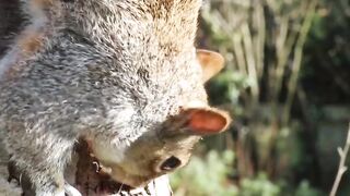 Cute squrill
