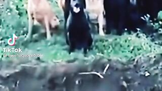 Funny dogs