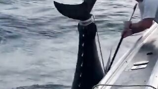 Big tuna fish lifted to the boat