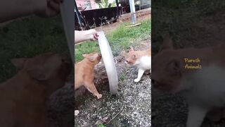 Funny Cat Videos Compilation #8 Best Of The