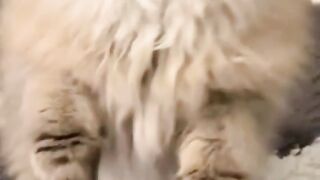 MoreCuteAnimals