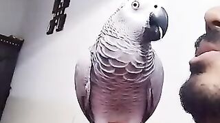 Lovely Talking Parrott
