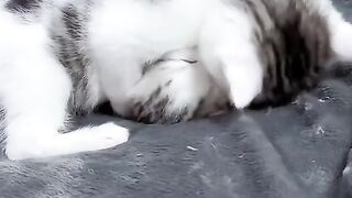 Loving cats