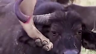 Lion vs Bufallo