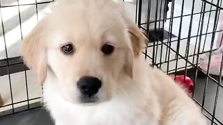 Puppy or baby