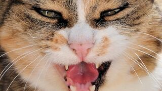 Male Cat in Heat Sounds | Male Cat Calling Female | Male Cat Mating Call Sound Effect | Cat Voice