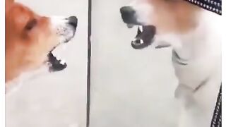 Funny dog videos 2023|most funny animal video