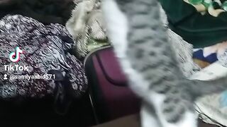 Funny Cat and cute kitten playing
