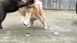 The dogs played together
