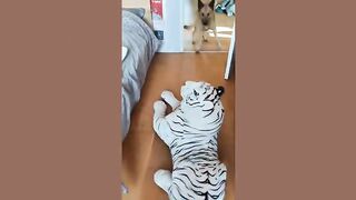 Funniest animal video