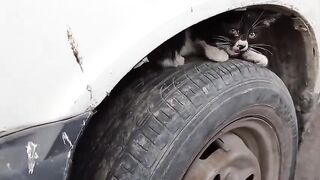 Rescue a Poor Kitten his Broken leg / Screaming from Pain & Hungry Hides Under the car in Fear (P#1)