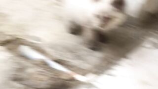 Cute cats