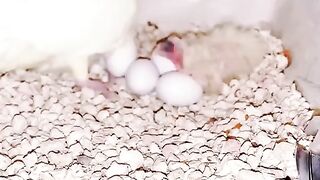 Cockatiel parrot with her chicks