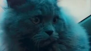 Sweet catoo meri