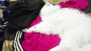 Cat video ????