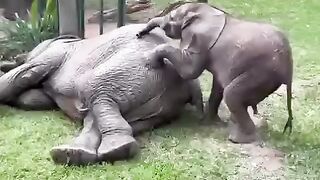 Lovely Little Elephant