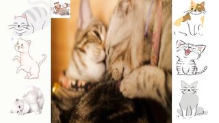 Adorable Cat Antics | try Not To Say AWWW!!