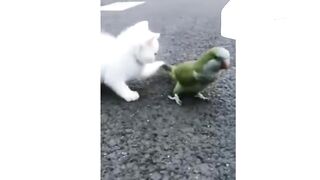 Funny video animals cat and parrots