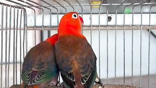 Amazing mutation in love birds parrot ????????????????