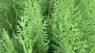 Nature Video Copyright free