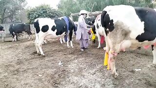 Hf Bkhush dairy farm par 9 top class Cows